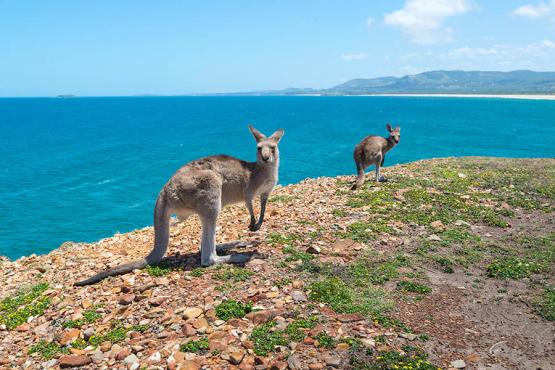 See kangaroos on the cliffs of Coffs Harbour | Travel Nation