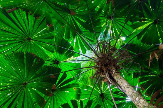 Walk underneath giant Fan Trees in Daintree Rainforest | Travel Nation