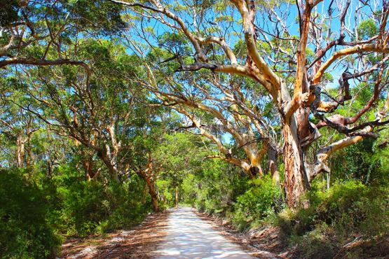 Drive through the beautiful Boranup Forest | Travel Nation