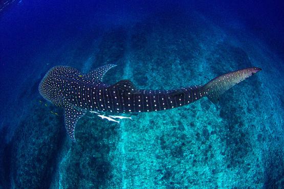 Swim with whale sharks on Ningaloo Reef | Travel Nation