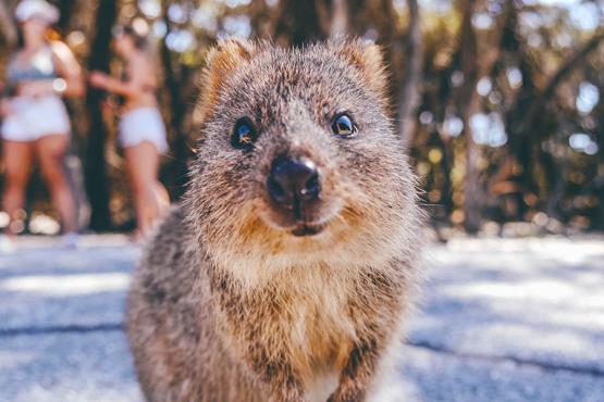 Meet the smiling quokkas of Rottnest Island near Perth | Travel Nation