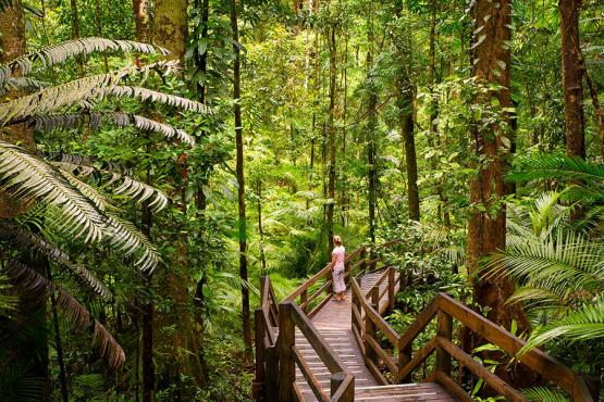 Walk through the tropical Daintree Rainforest | Travel Nation