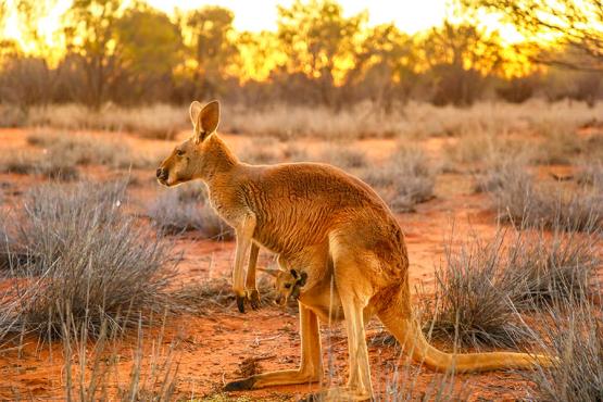Spot kangaroos in the Australian Outback | Travel Nation