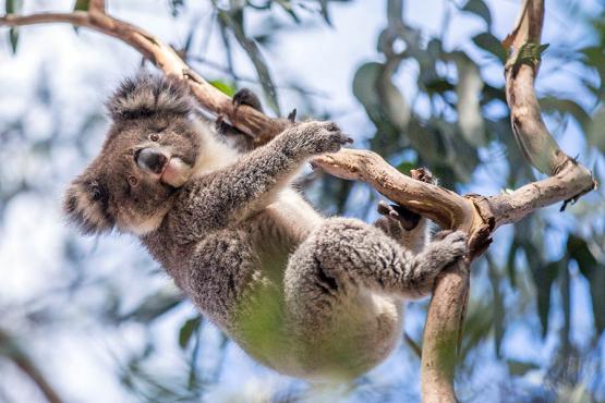 Look out for koalas in Flinders Chase National Park | Photo credit: Tourism Australia