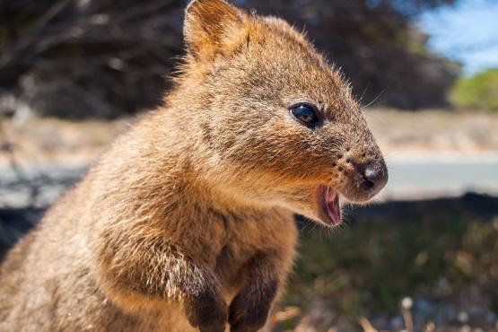 See the smiling quokkas on Rottnest Island | Travel Nation