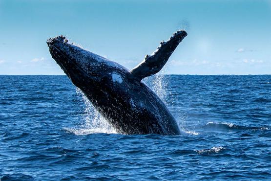 See whales breaching in the ocean near Perth | Travel Nation