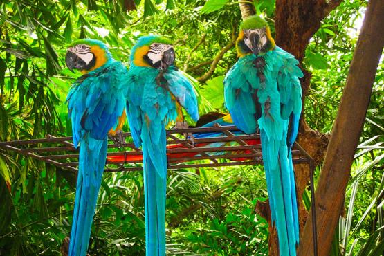 Spot macaws in the natural parks of Cartagena | Travel Nation