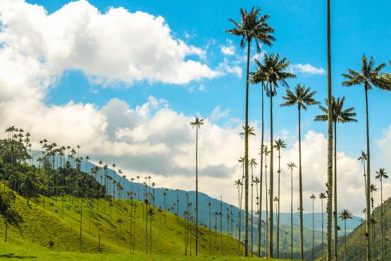 Wander between the giant wax palms Valle de Cocora | Travel Nation