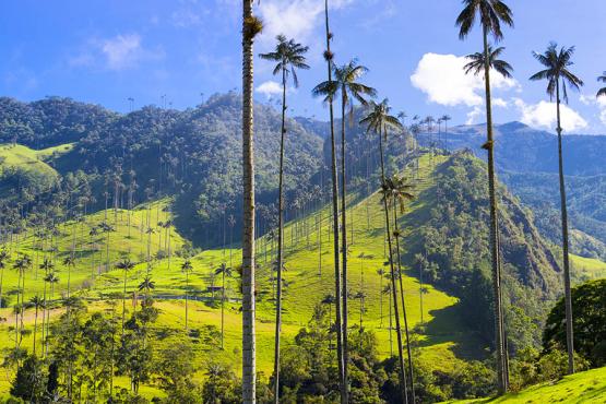 Hike through the gorgeous Cocora Valley | Travel Nation