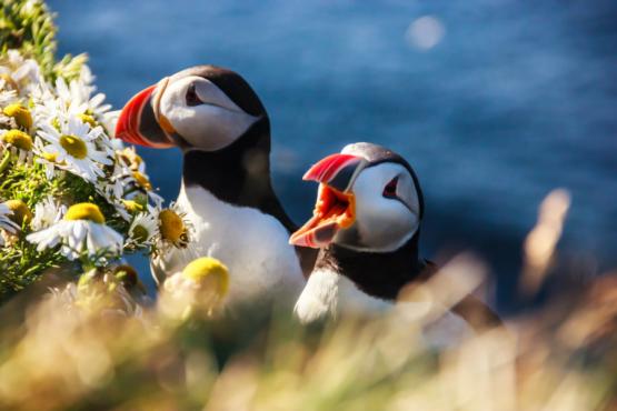 See puffins nesting on the cliffs | Travel Nation