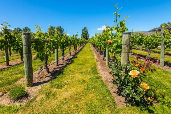Taste wine in the vineyards of Hawkes Bay | Travel Nation