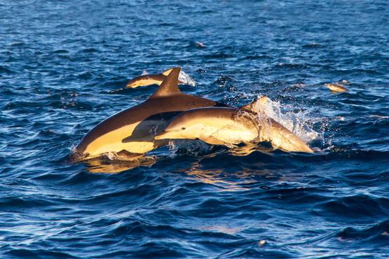 Spot dolphins off the coast of Napier | Travel Nation