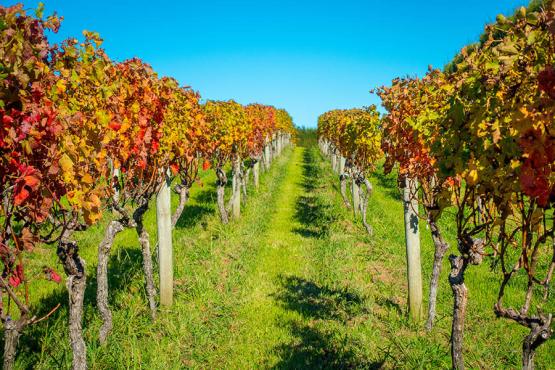 Taste local wine on Waiheke Island, New Zealand | Travel Nation
