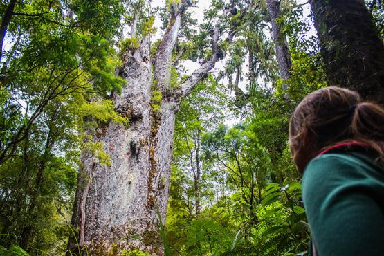 Gaze up at giant kauri trees in Waipoua Forest | Travel Nation