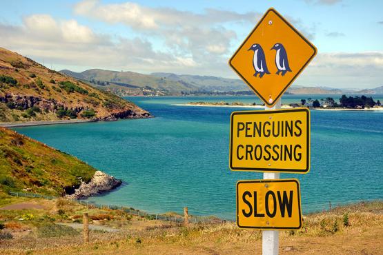 Spot penguins on the Otago Peninsula | Travel Nation