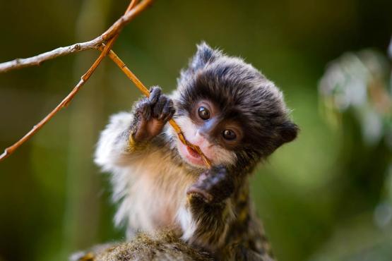 Spot baby tamarins in the canopy of Peru's Amazon | Travel Nation
