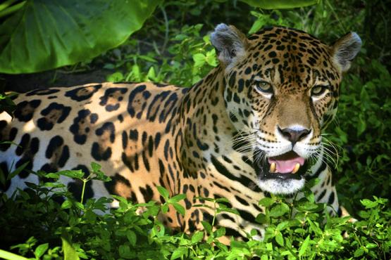See jaguars on the prowl in Peru's Amazon | Travel Nation