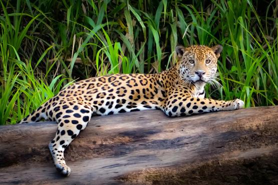 Keep your eyes peeled for jaguars in Peru's Amazon | Travel Nation
