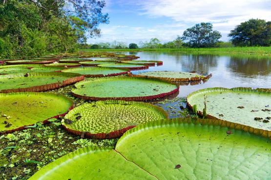 Drift past giant lily pads in Peru's Amazon | Travel Nation