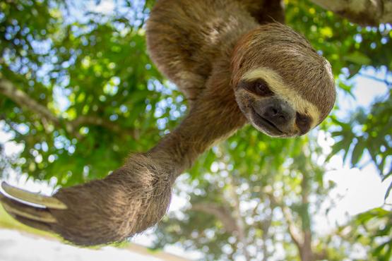 Look out for sloths as you explore Peru's Amazon | Travel Nation