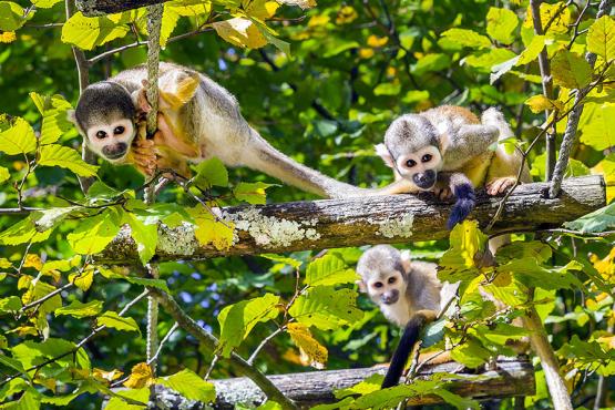 Spot squirrel monkeys in the Amazon rainforest | Travel Nation