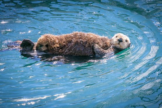Spot sea otters in Monterey Bay | Travel Nation
