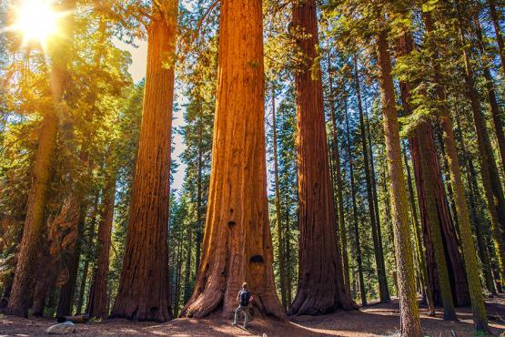 See the giant redwoods of Sequoia National Park | Travel Nation