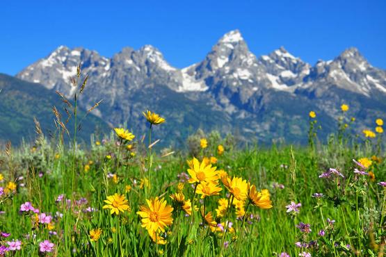 Stroll through gorgeous alpine meadows in Grand Teton | Travel Nation