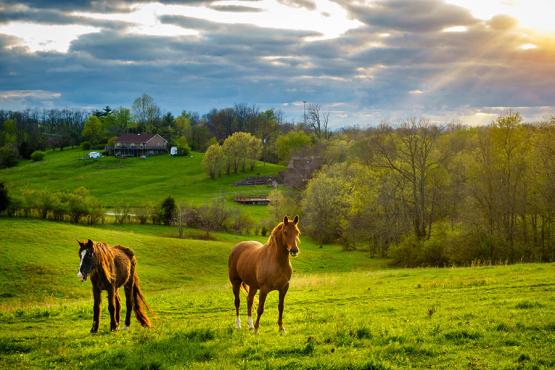 Take a tour of the famous Kentucky horsefarms | Travel Nation