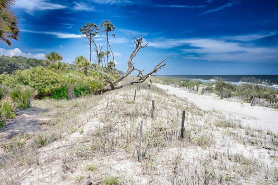 Explore the windswept sands of Hunting Island, South Carolina | Travel Nation