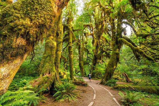 Explore the Hoh Rainforest in Washington State | Travel Nation