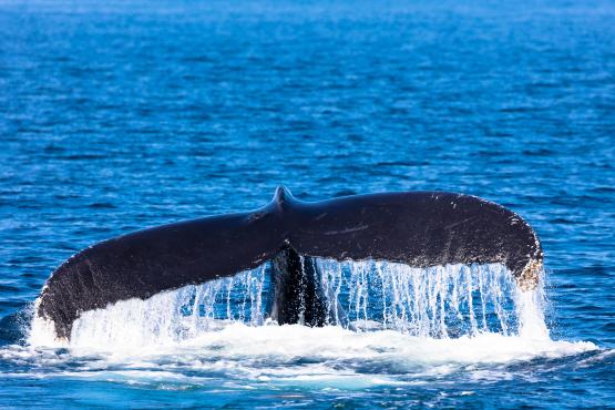 See whales breaching off the coast of Boston | Travel Nation