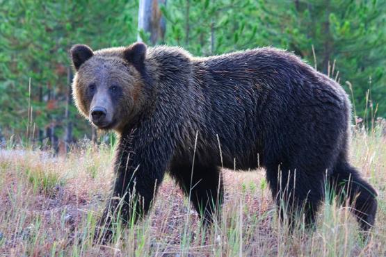 Spot bears in Yellowstone National Park | Travel Nation