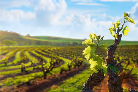 Taste the famous wine from the Barossa Valley | Travel Nation
