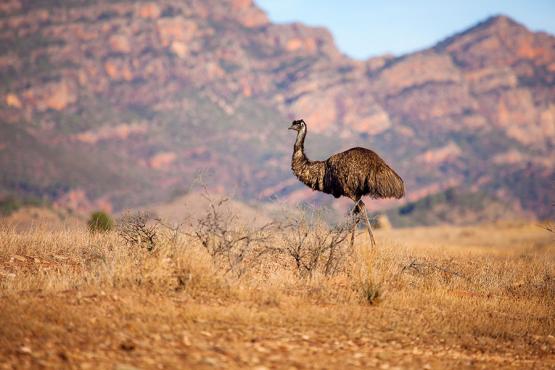 Spot emu's at Flinders Ranges | Travel Nation