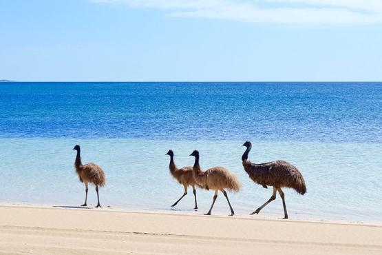 Watch emus on the pristine beaches of Coffin Bay National Park | Photo credit: South Australia Tourism