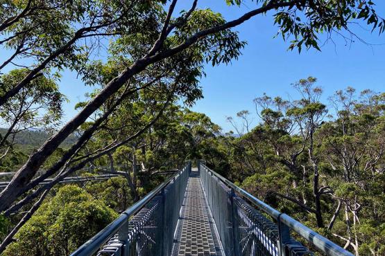 Walking in the canopy at the Valley of the Giants Treetop Walk | Travel Nation