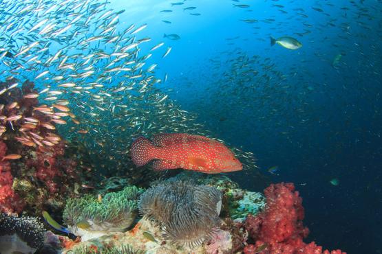Explore the underwater world in the Indian Ocean | Travel Nation