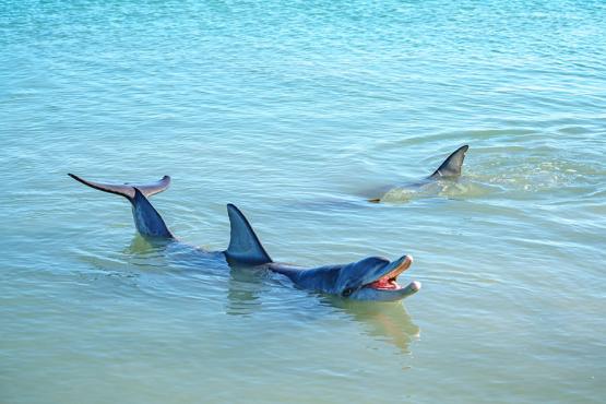 See dolphins swimming at Monkey Mia | Travel Nation