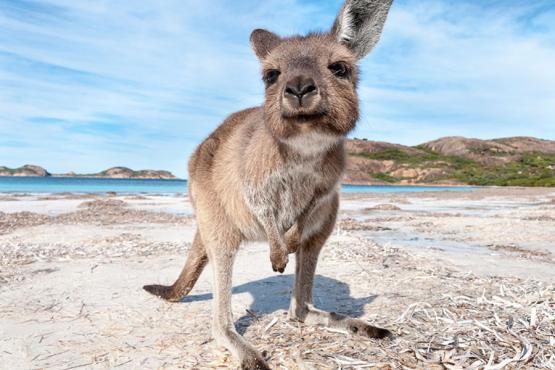 900x600_australia_wa_lucky_bay_cape_le_grand_national_park_kangaroo