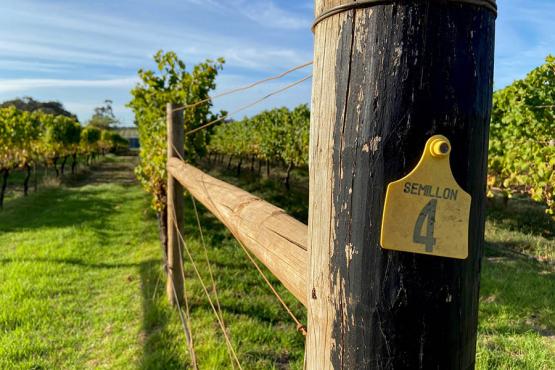 Taste local wines at Stella Bella vineyard in Margaret River | Travel Nation