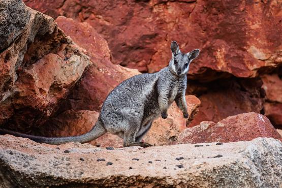 Spot wallaby's whilst hiking in Yardie Creek | Travel Nation