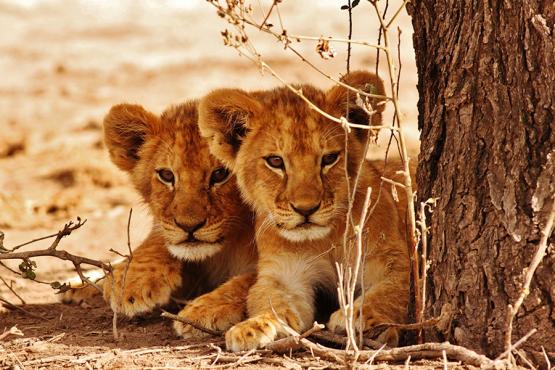 Spot cute lion cubs on a game drive in the Masai Mara | Travel Nation
