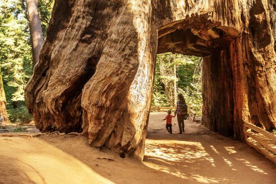 Walk under a giant sequoia tree in Yosemite NP | Travel Nation