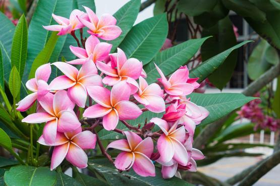 Enjoy pink frangipani blooms in Hawaii | Travel Nation