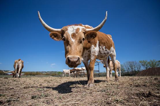 See longhorn cattle and meet cowboys in the Texan countryside