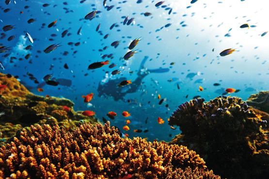 Discover the spectacular marine life of the Great Barrier Reef
