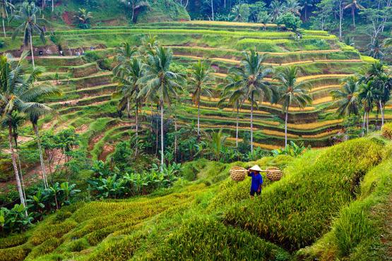 Head out to the magnificent rice terraces surrounding Ubud