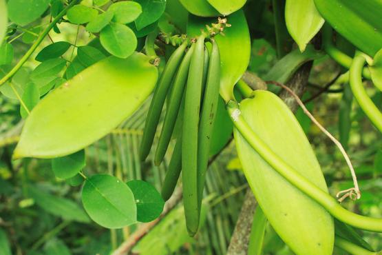 Learn how vanilla is produced on the local Tahitian vanilla plantations 