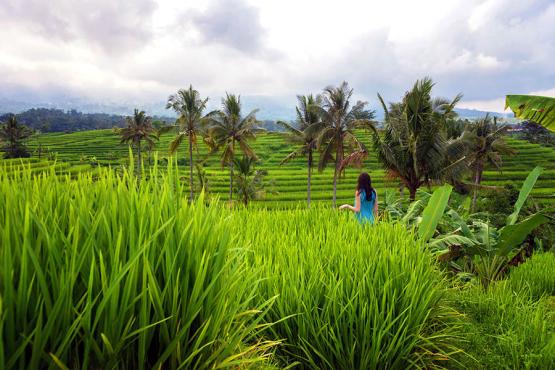 Take a walk through the lush rice terraces